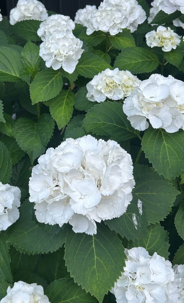 芦屋西教会へようこそ！