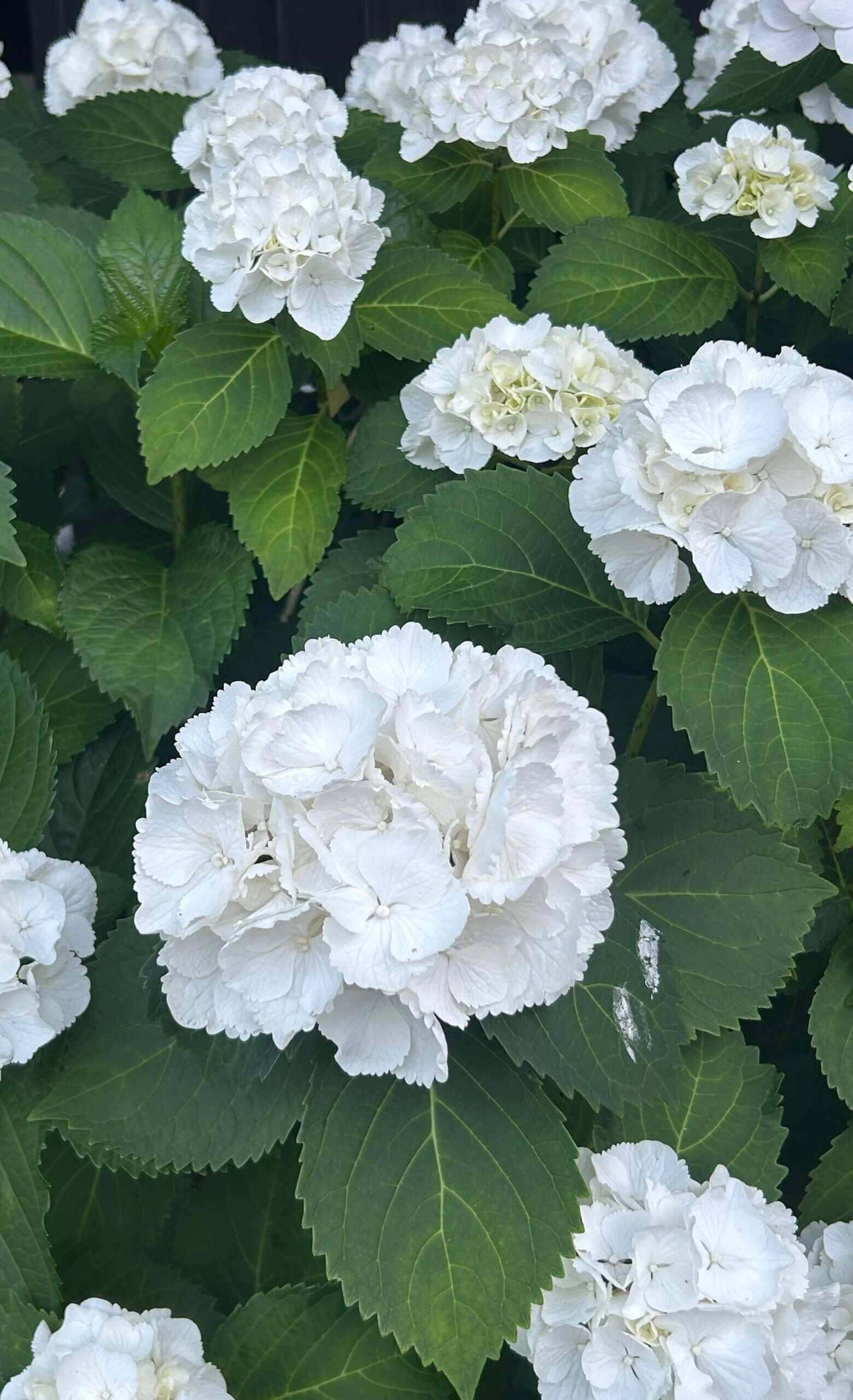 芦屋西教会へようこそ!