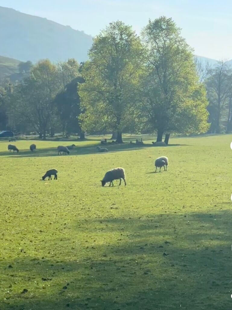 主は羊飼い